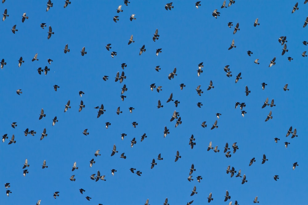 flock of birds flying under blue sky during daytime