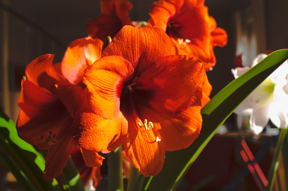 red and yellow flower in close up photography