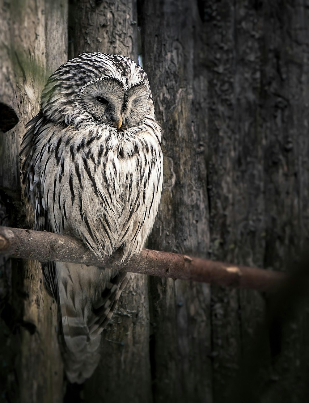 white and black owl on brown tree branch