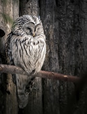 white and black owl on brown tree branch