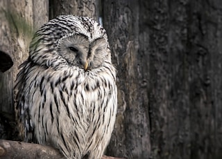 white and black owl on brown tree branch