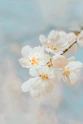 white cherry blossom in close up photography