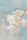 white cherry blossom in close up photography
