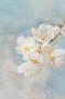 white cherry blossom in close up photography