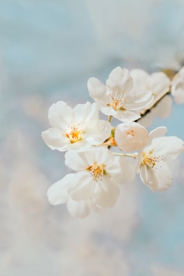 Flower language truth