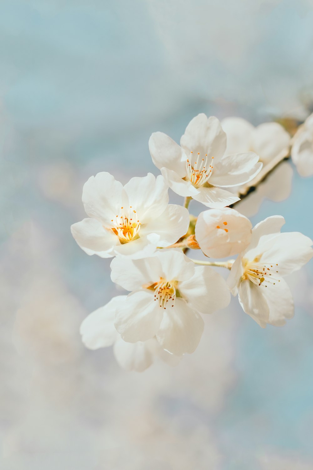 white cherry blossom in close up photography