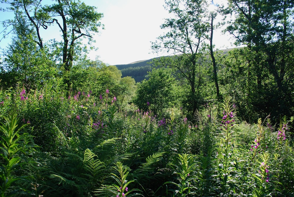 green trees on mountain during daytime