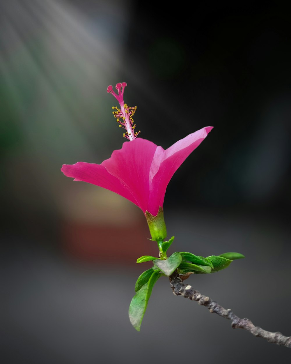 pink flower on brown stem