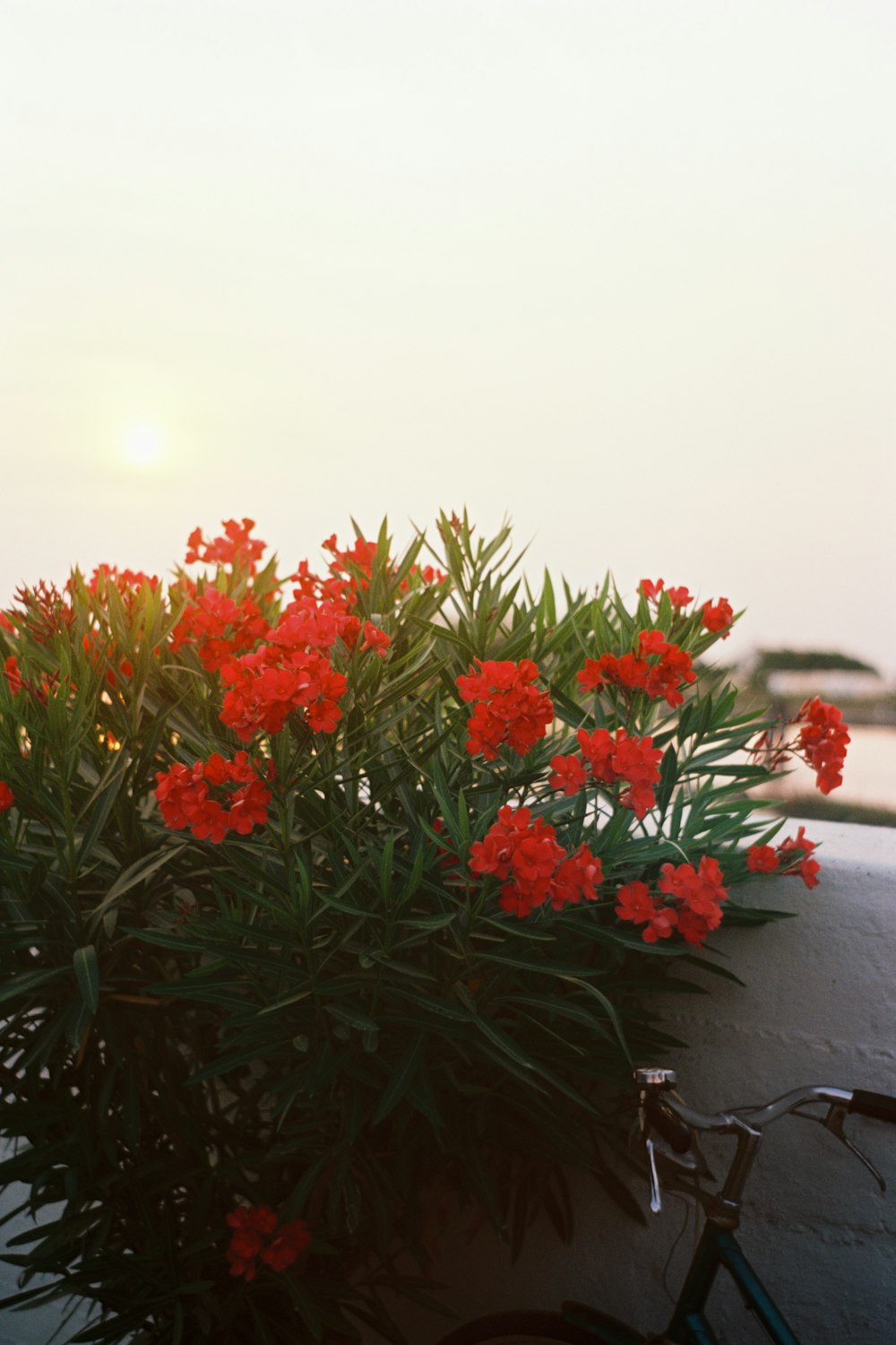 red flowers on black table