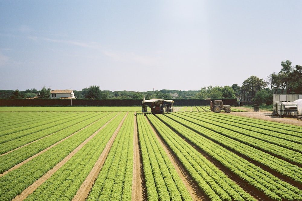 green grass field under blue sky during daytime