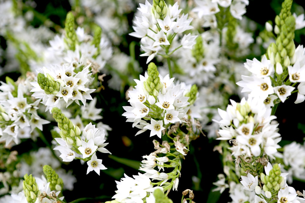 white flowers in tilt shift lens