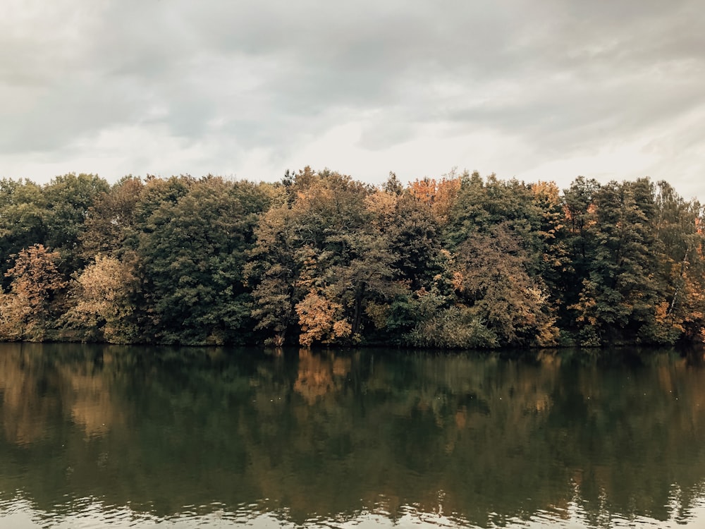 green and brown trees beside river during daytime