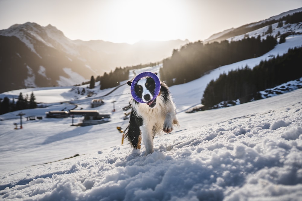 black and white border collie on snow covered ground during daytime