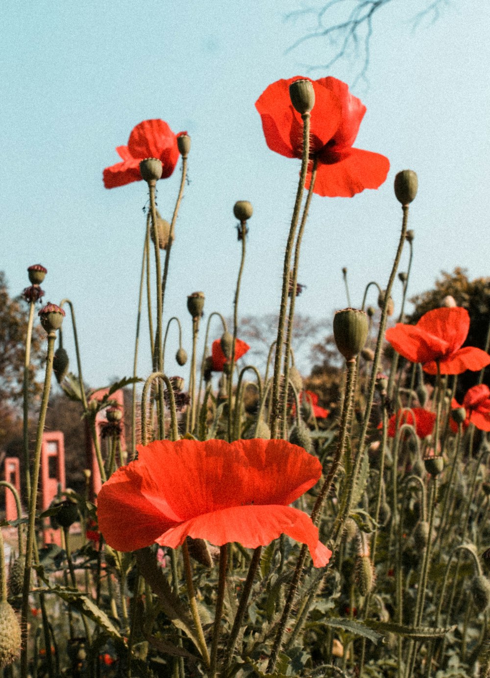 red poppy flowers in bloom during daytime