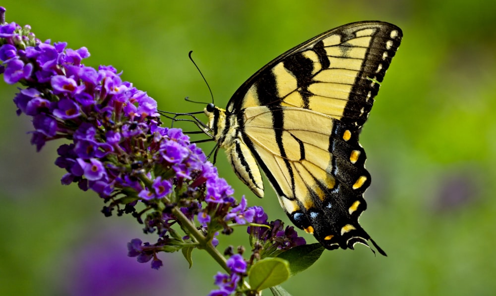 Mariposa cola de golondrina tigre posada en flor púrpura en fotografía de primer plano durante el día