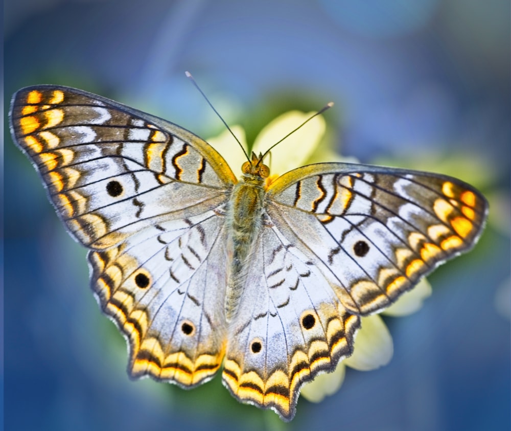 farfalla marrone e nera nella fotografia ravvicinata