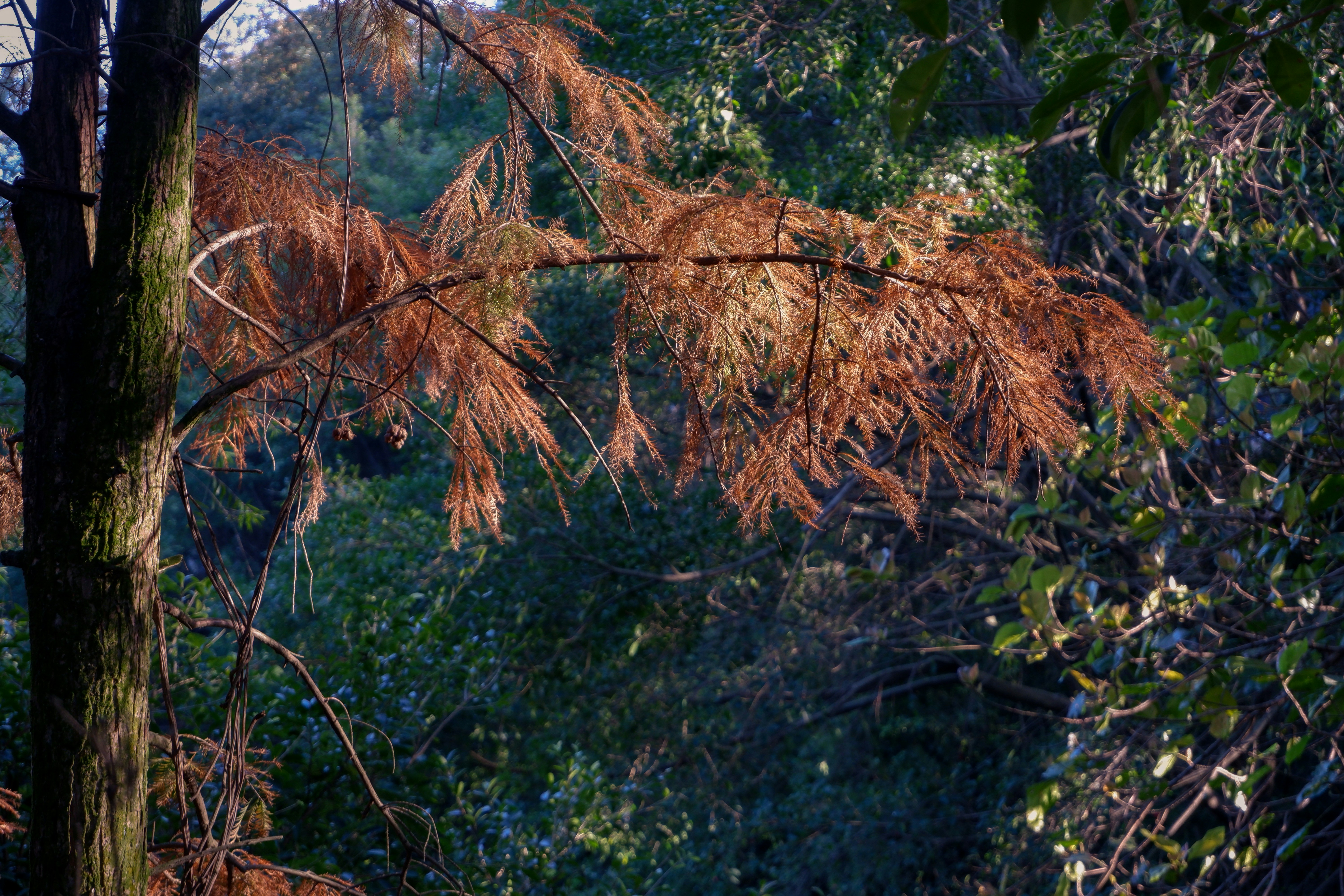 green and brown tree during daytime