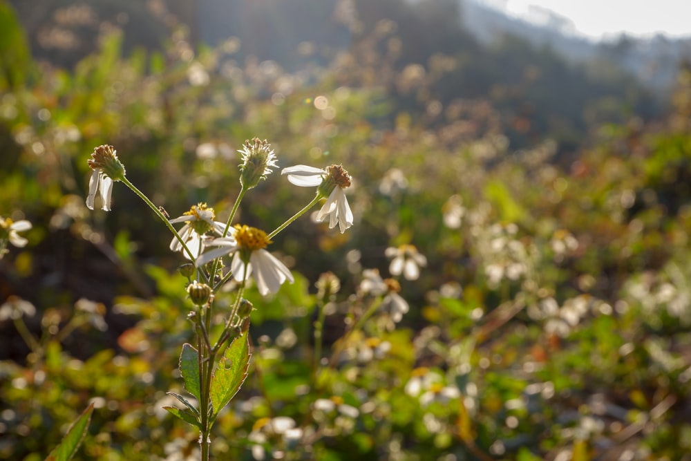 white flower in tilt shift lens