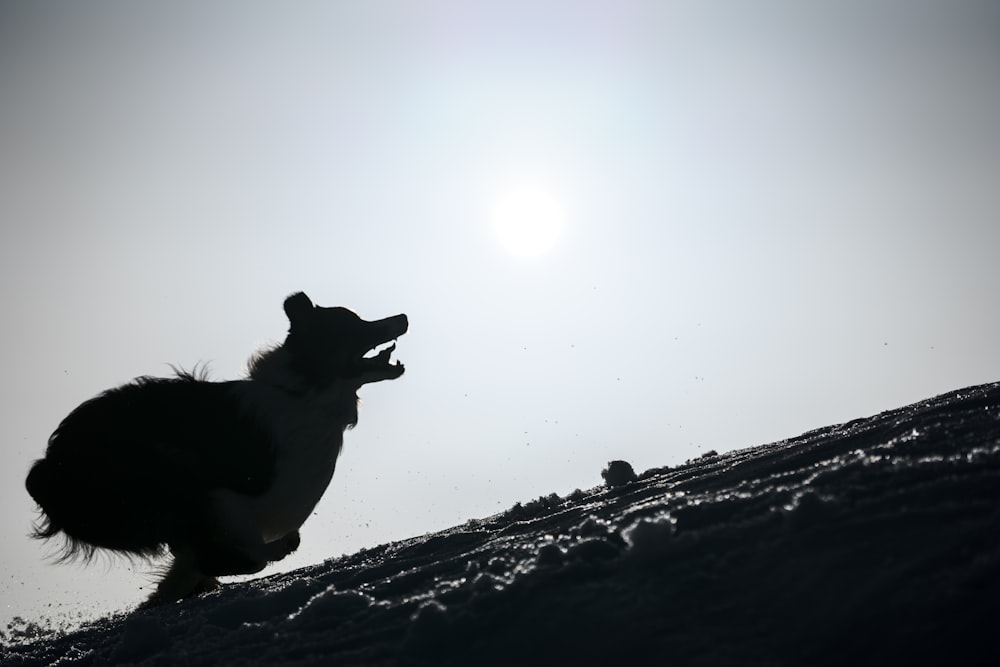 black and white short coated dog on snow covered ground during daytime