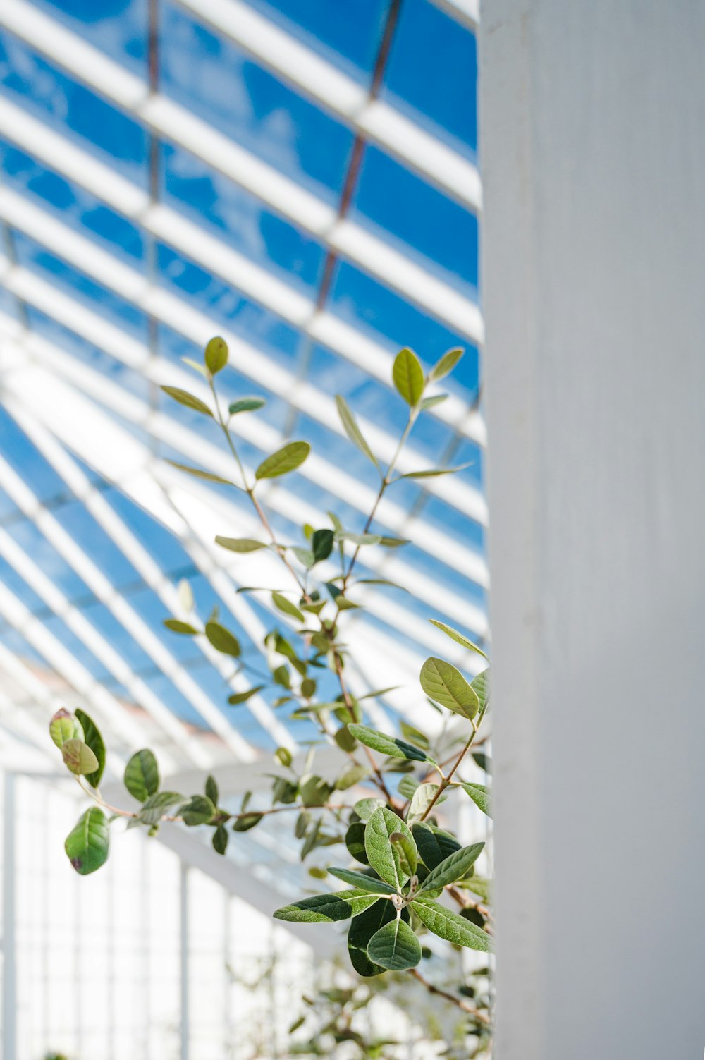 green leaves on white wall