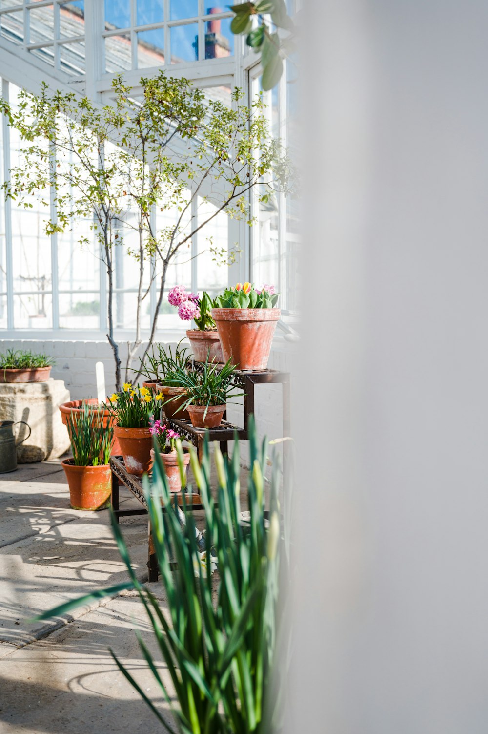 green plants on brown clay pots