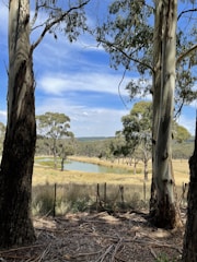Tall eucalyptus trees frame a serene landscape featuring a small pond surrounded by grassy fields and distant rolling hills under a partly cloudy sky.