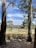 A serene landscape featuring a sustainable eucalyptus plantation under a clear blue sky.