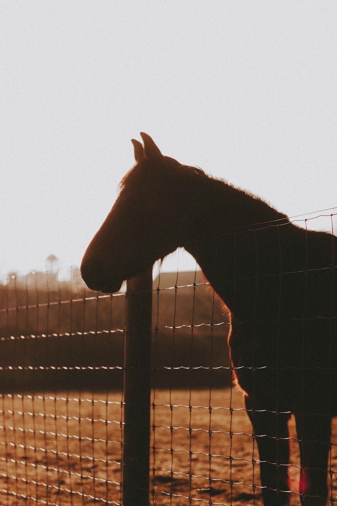 brown horse standing on green grass field during daytime