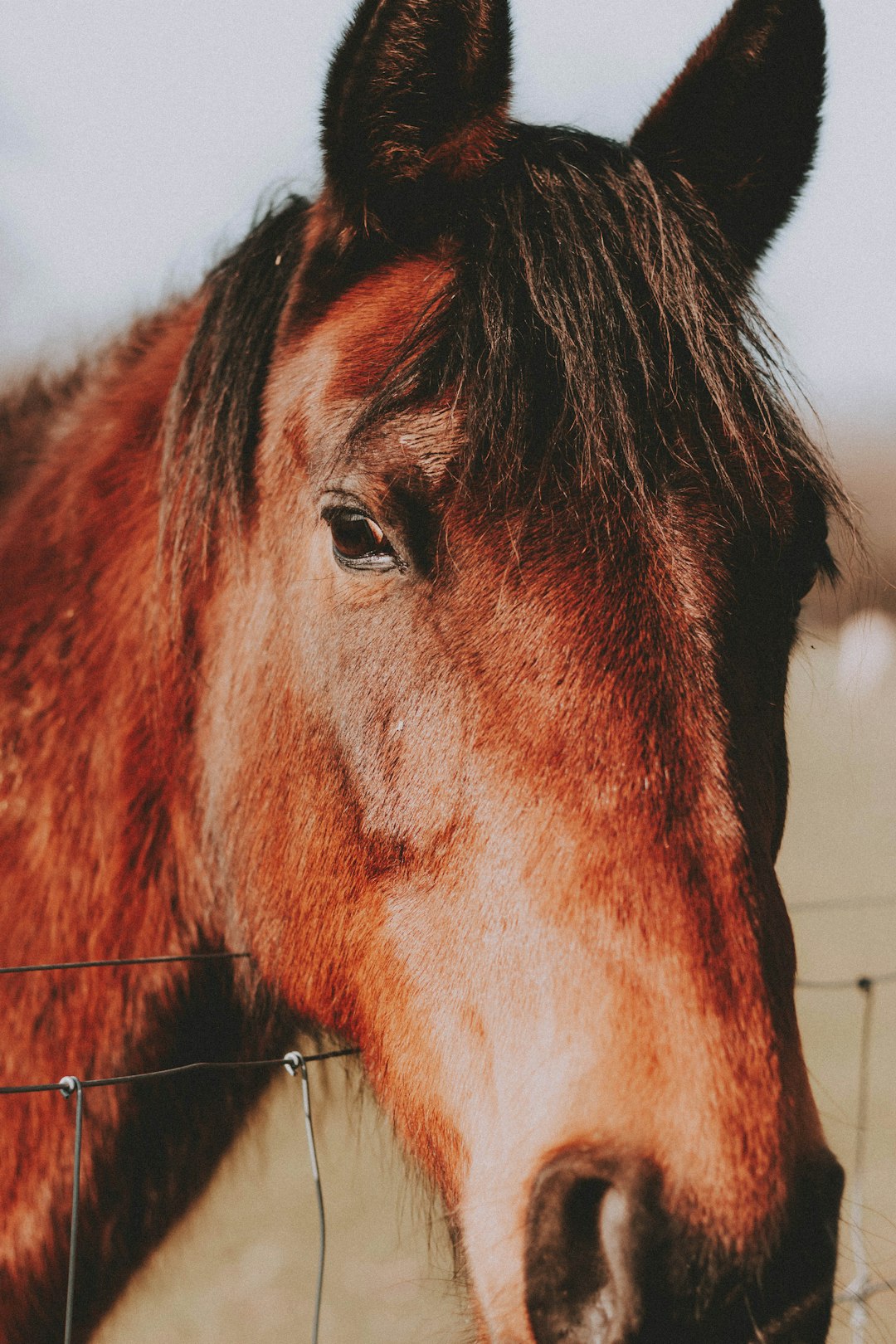 brown horse head in close up photography