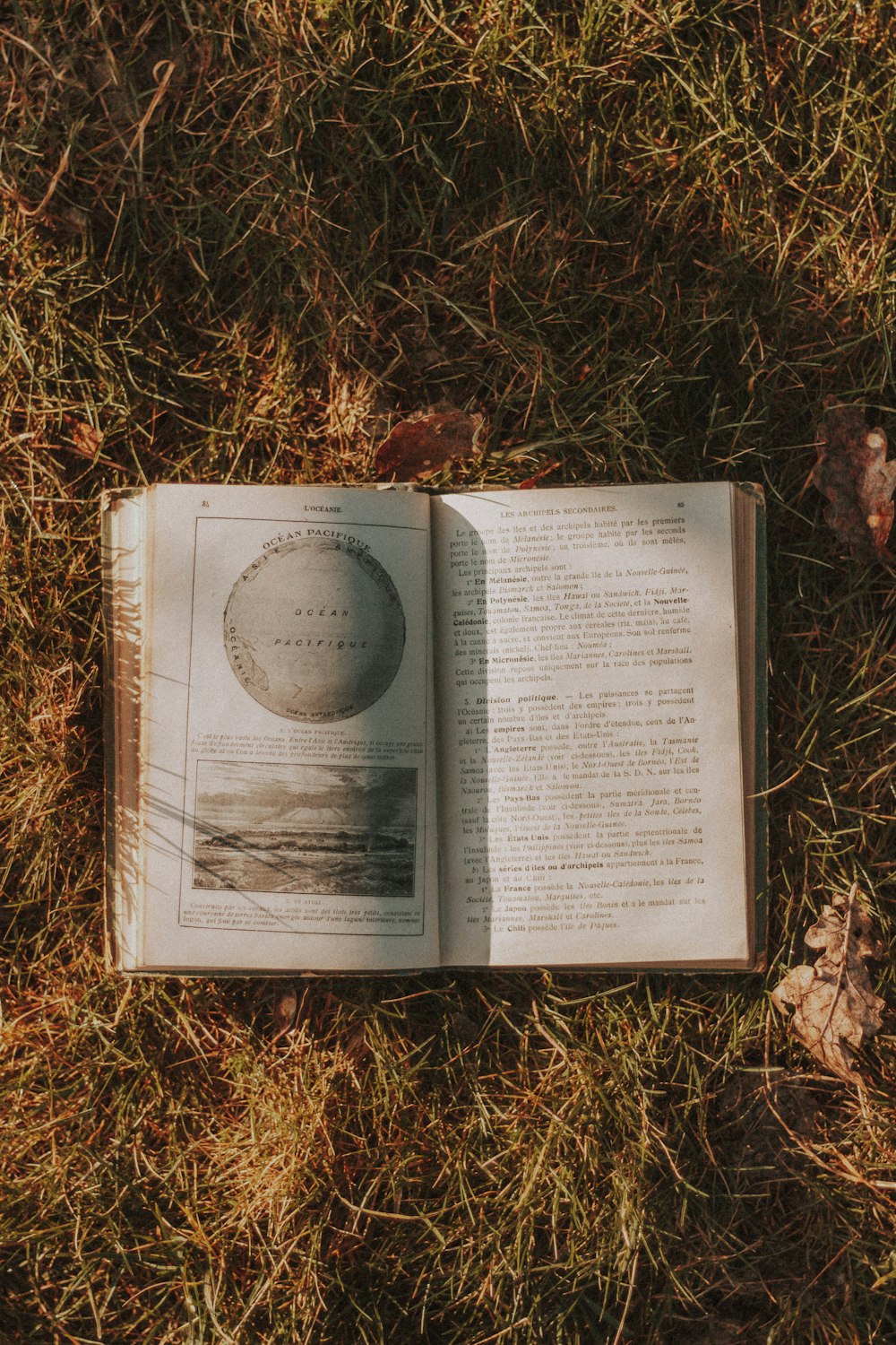 white book on brown dried leaves