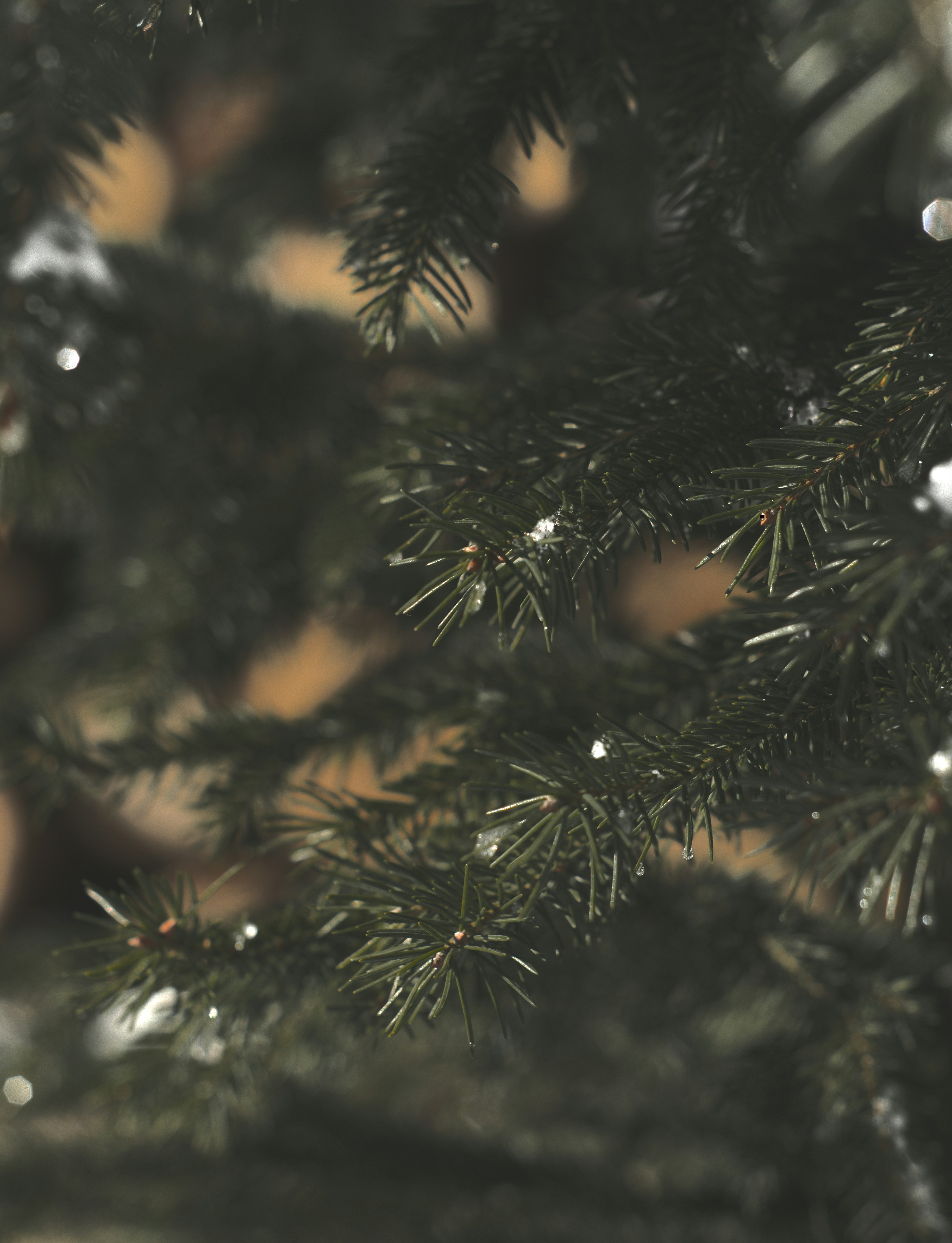 Photo by lindachrphotography