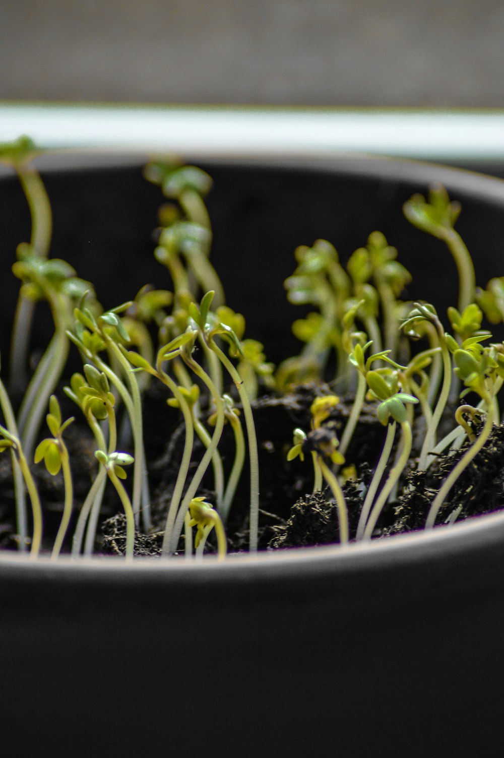 plante verte sur pot noir