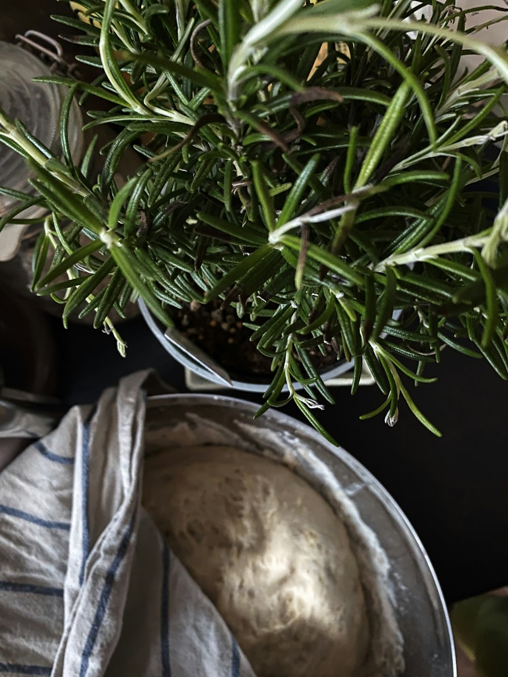 green plant on white plastic container