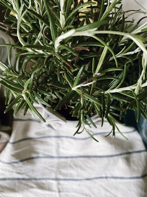 green plant on white textile