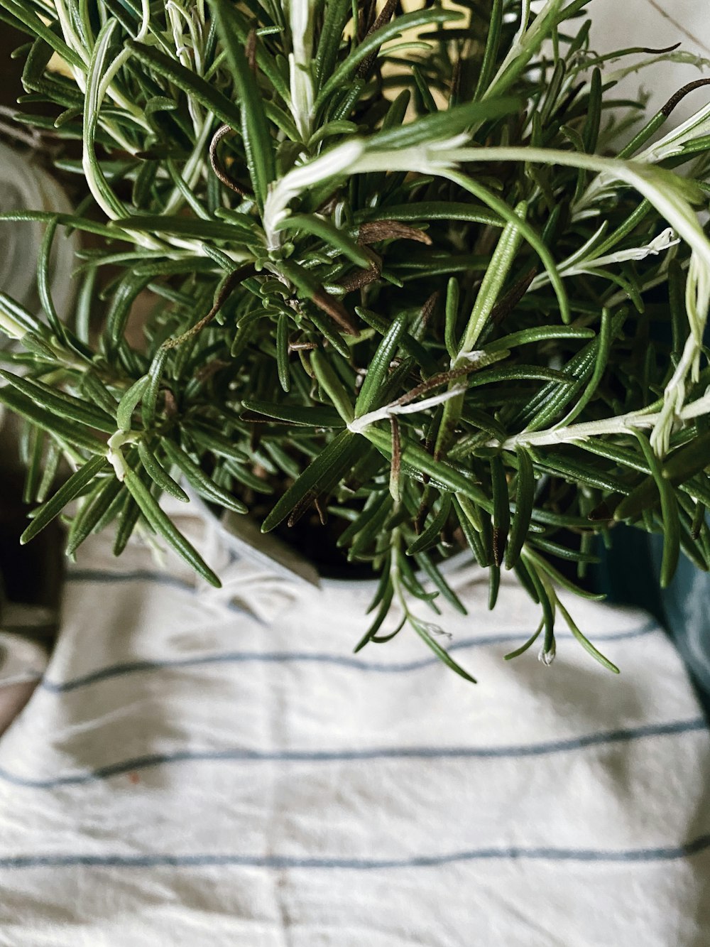 green plant on white textile