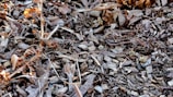 A close-up view of a ground surface covered with wood chips and dry leaves. The texture appears uneven with a mix of small branches and twigs scattered across the ground. The wood chips and leaves vary in size and shape, creating a natural and rustic look.