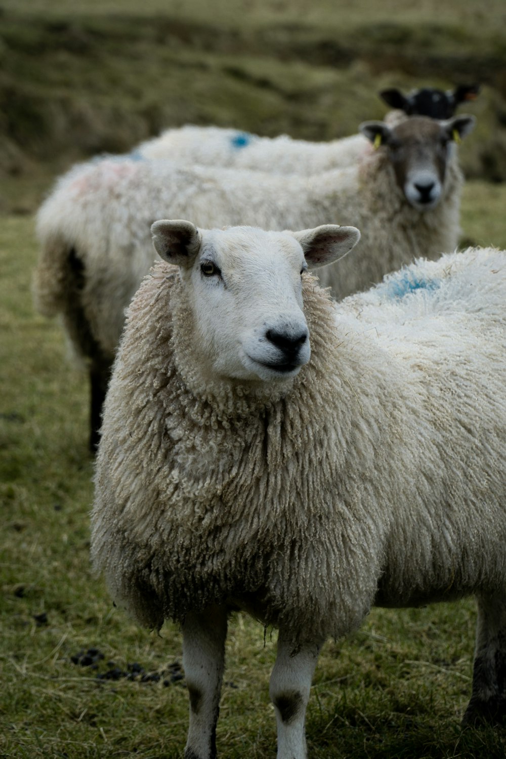 white sheep on green grass during daytime