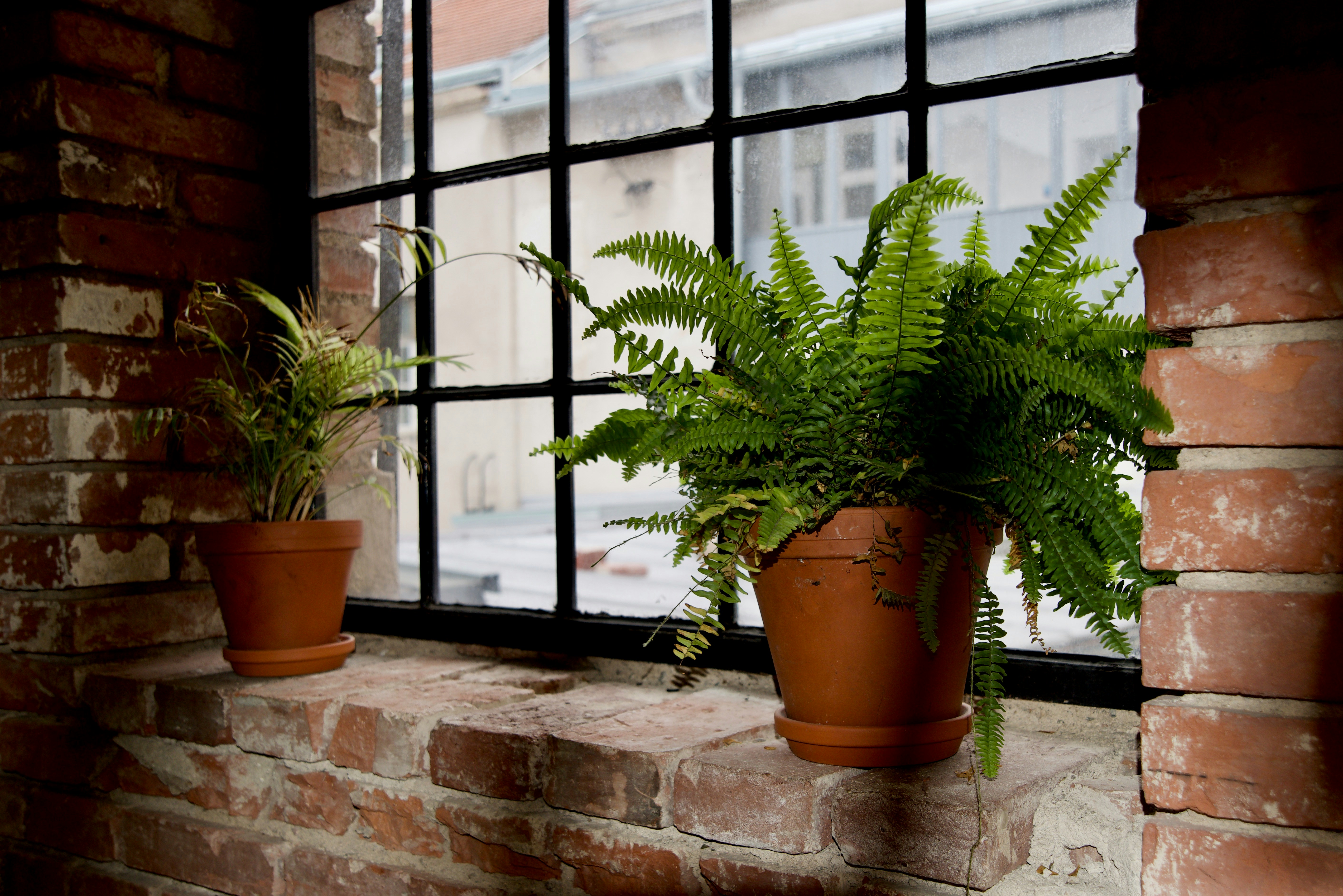 green plant on brown clay pot