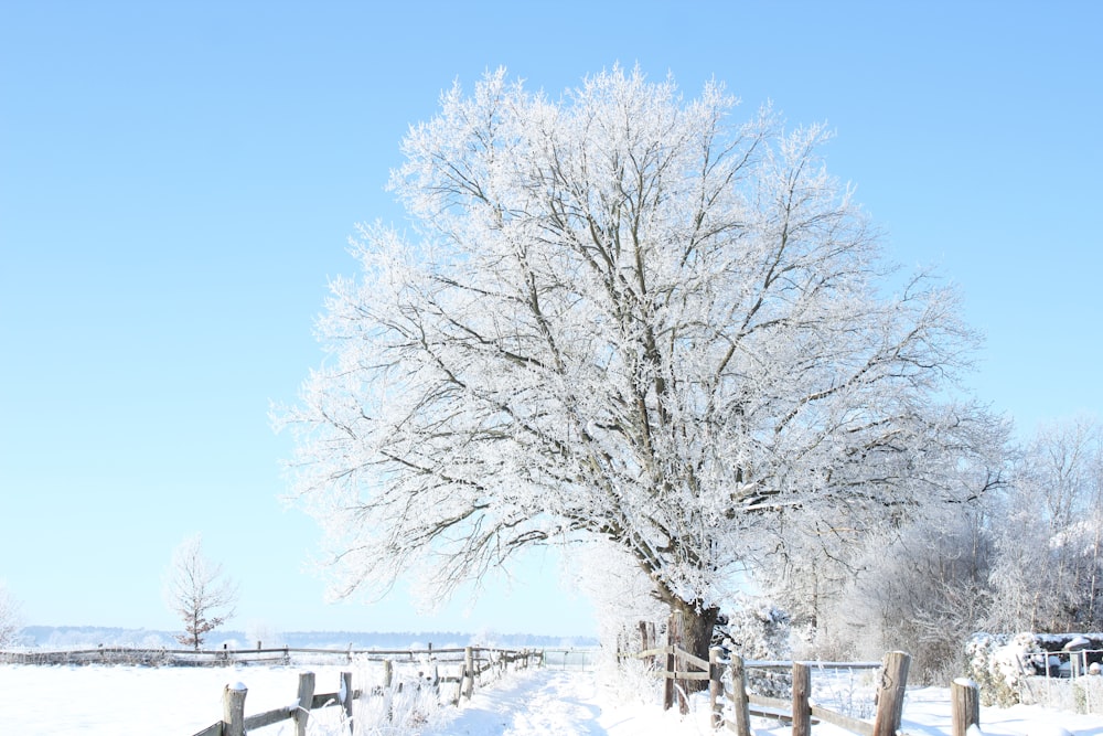 leafless trees on snow covered ground during daytime