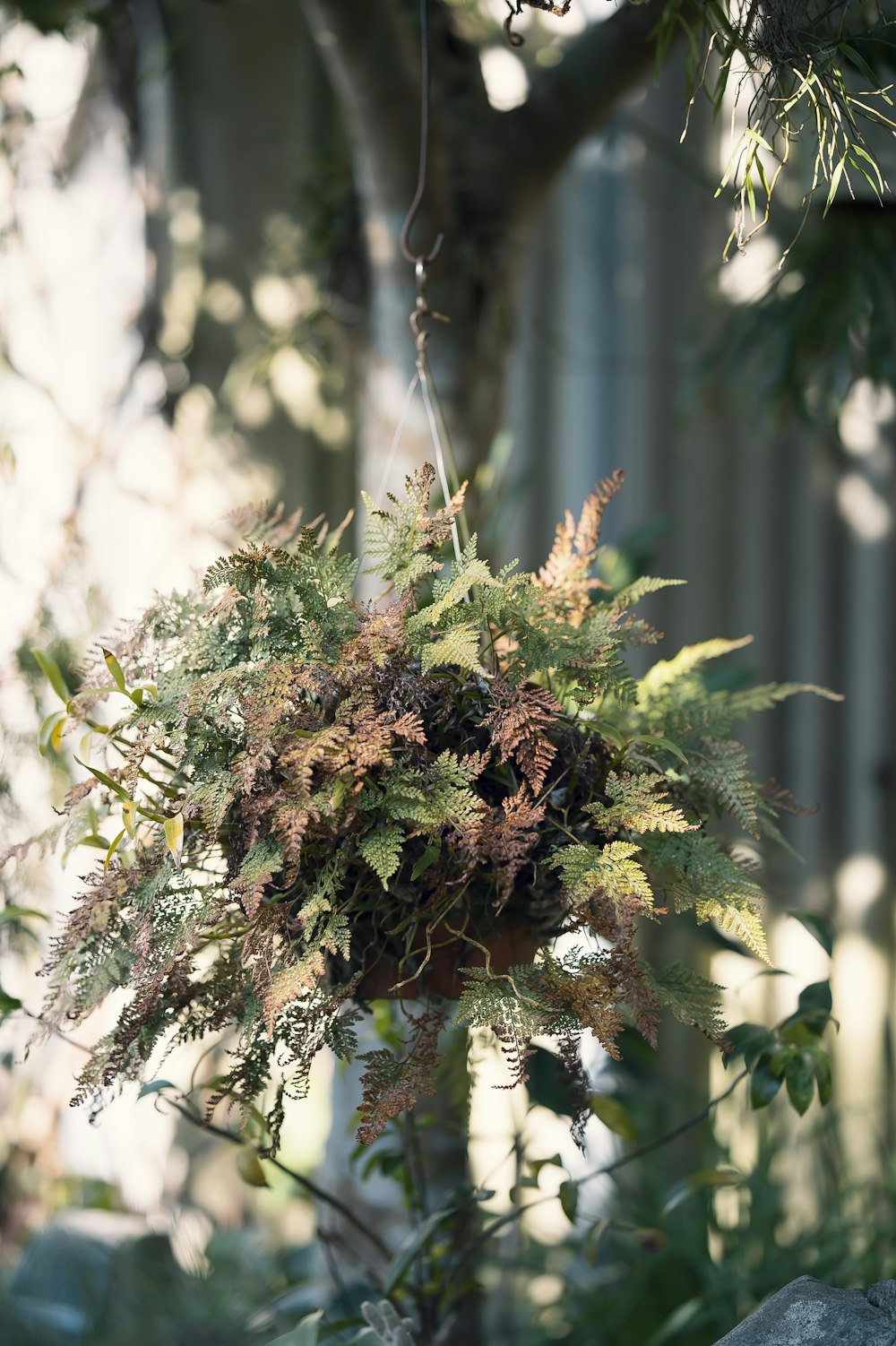 green and brown plant in tilt shift lens