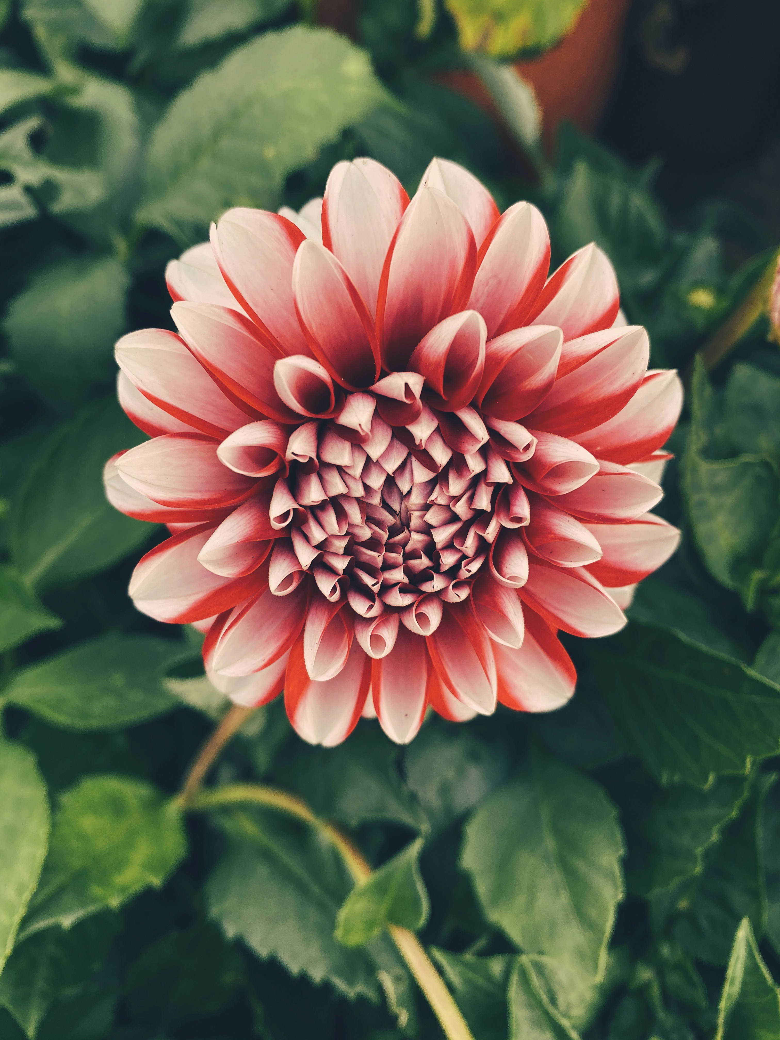 マクロ撮影でピンクと白の花の写真 Unsplashで見つけるダリアの無料写真