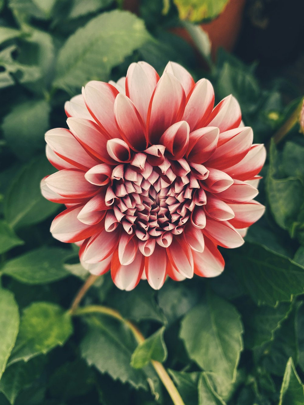 pink and white flower in macro shot