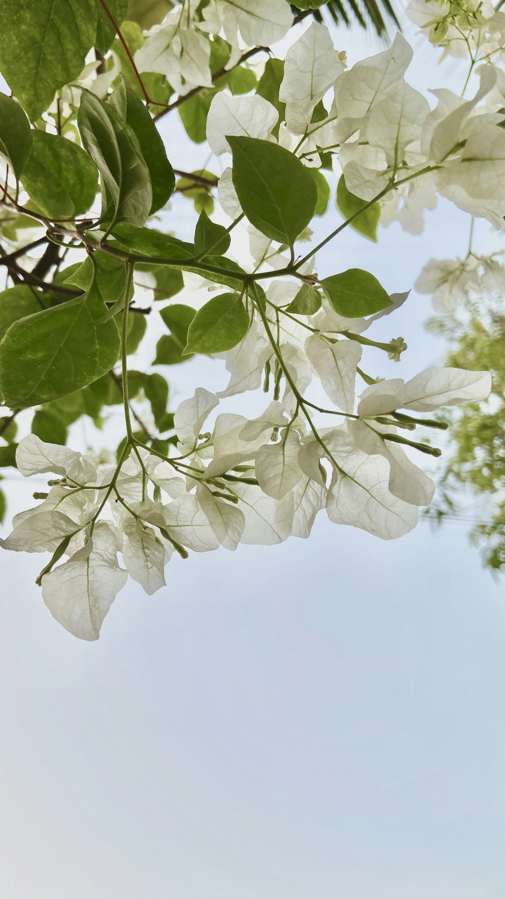 green leaves under white sky during daytime