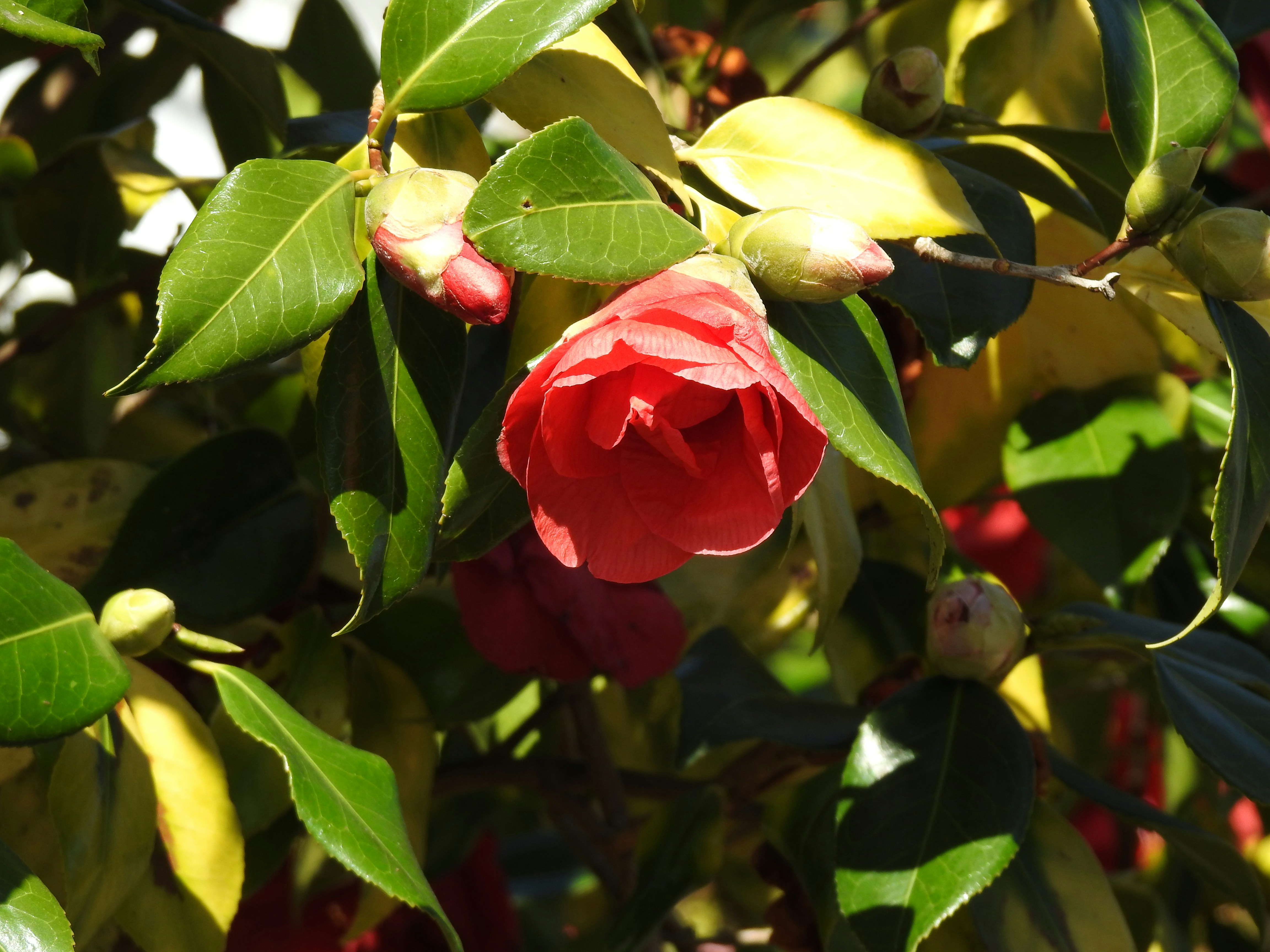 Photo by vijaychadha