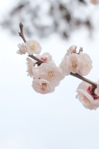 A delicate sakura branch blooming gently against a soft pink sky.