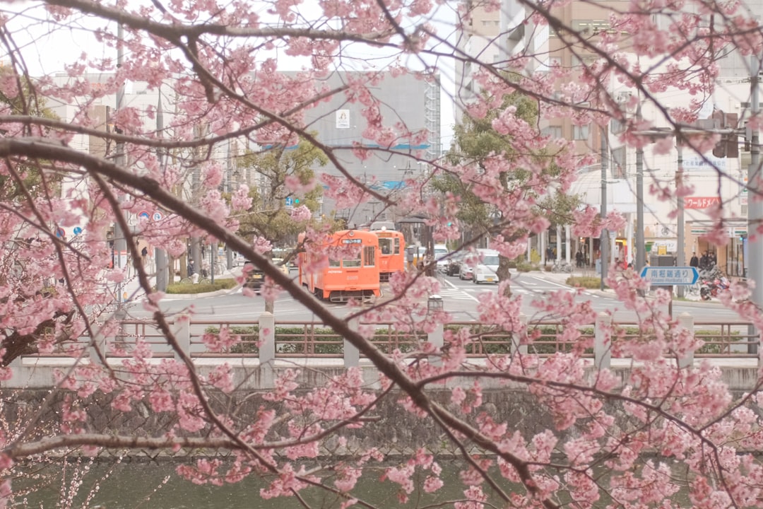 red and yellow cable car over pink cherry blossom tree during daytime