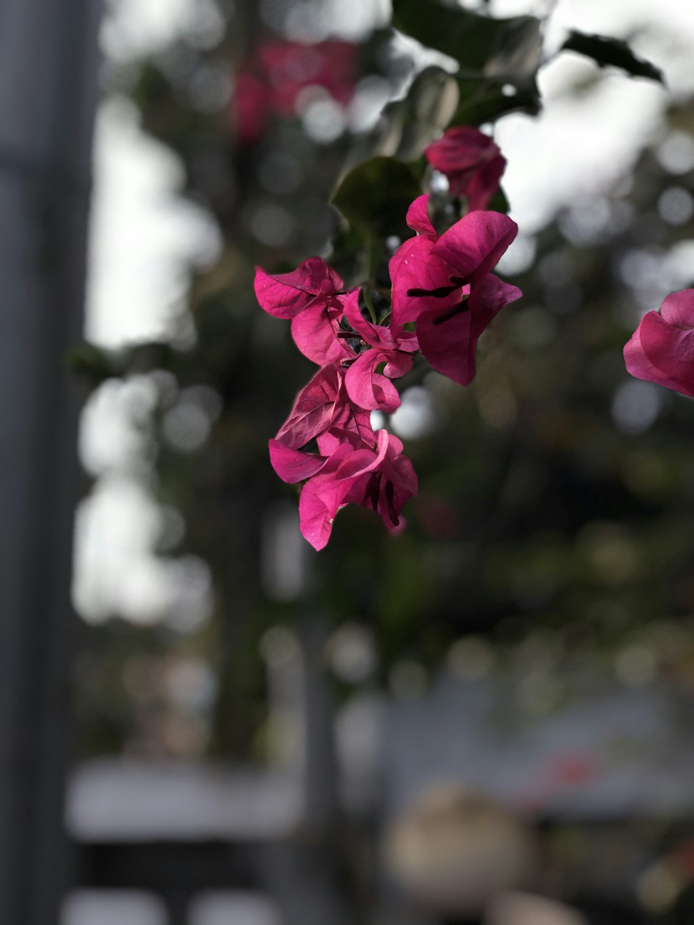 pink flower in tilt shift lens