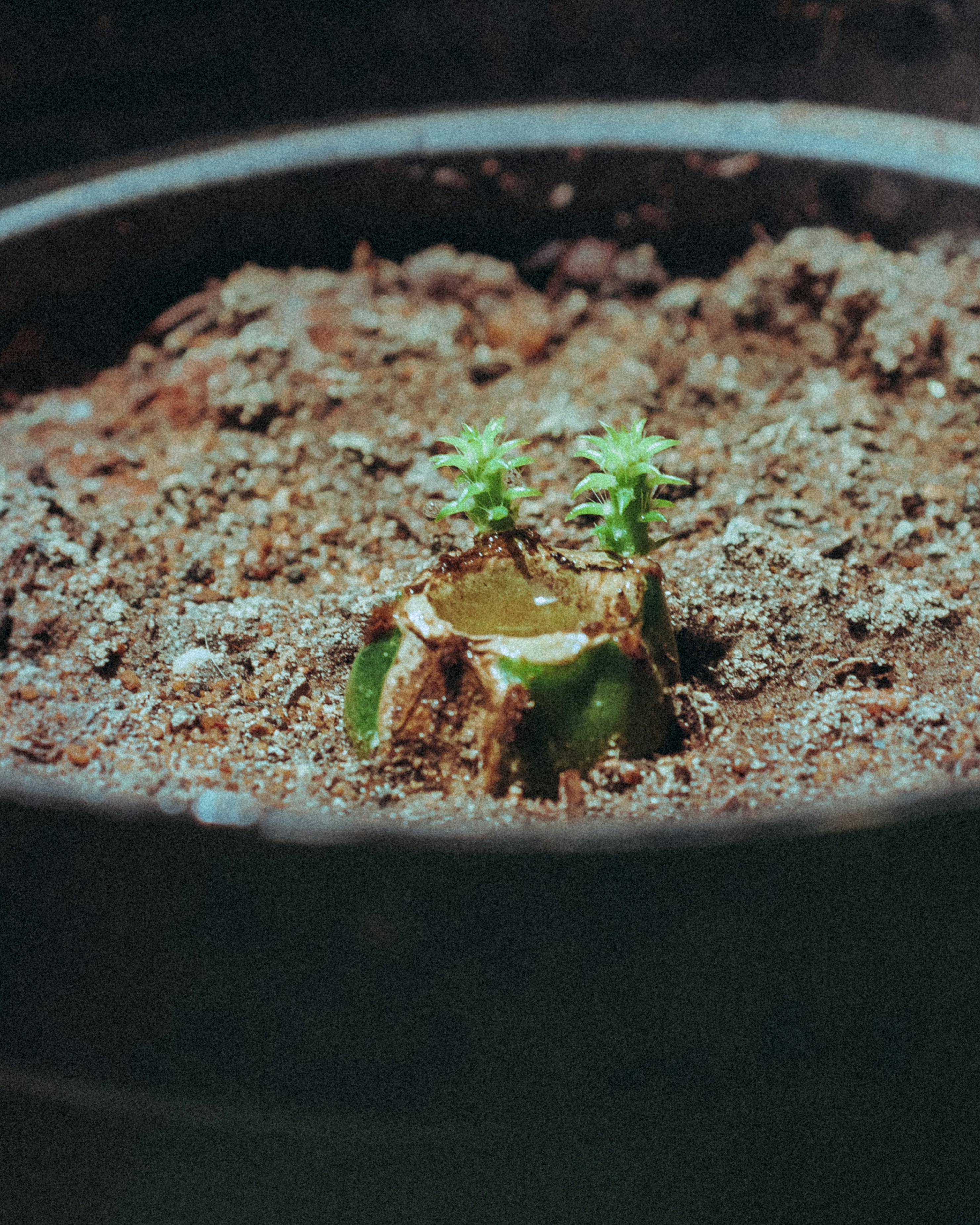 cooked food in black bowl