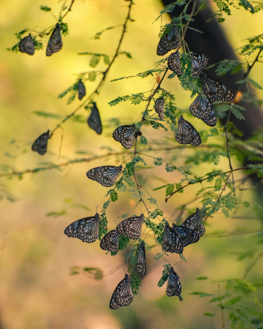 schwarzer und weißer Schmetterling auf grüner Pflanze