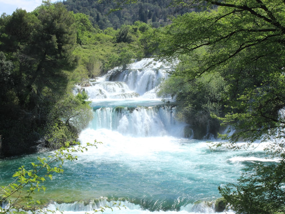 green trees beside river during daytime